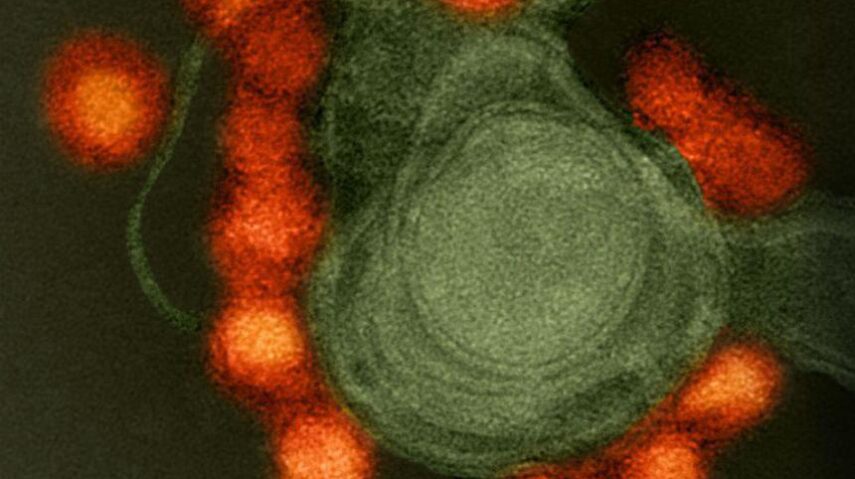 Zika vírus nos testículos